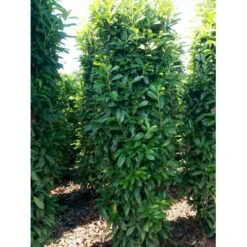 Kirsebærlaurbær 'Genolia' Prunus Laurocerasus 'Genolia' Med Klump,- 150-175 Cm. -Plantetorvet mi2852 prunus laurocerasus mano 0281 4
