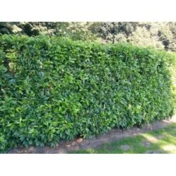 Kirsebærlaurbær 'Genolia' Prunus Laurocerasus 'Genolia' Med Klump,- 200-225 Cm. -Plantetorvet mi2852 prunus laurocerasus mano 7a16 5