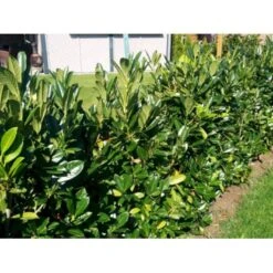 Kirsebærlaurbær 'Genolia' Prunus Laurocerasus 'Genolia' Potte 15 Liter - 100-125 Cm. 3 Kirsebærlaurbær 'Genolia' Prunus Laurocerasus 'Genolia' Potte 15 Liter - 100-125 Cm. -Plantetorvet mi2852 prunus laurocerasus mano 9b3c 1