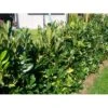 Kirsebærlaurbær 'Genolia' Prunus Laurocerasus 'Genolia' Potte 10 Liter,- 80-100 Cm. -Plantetorvet mi2852 prunus laurocerasus mano 9b3c 2