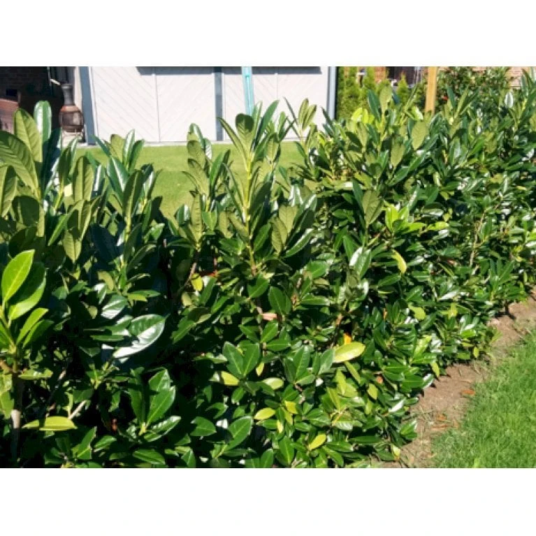 Kirsebærlaurbær 'Genolia' Prunus Laurocerasus 'Genolia' Potte 10 liter,- 80-100 cm. Kirsebærlaurbær 'Genolia' Prunus Laurocerasus 'Genolia' Potte 10 Liter,- 80-100 Cm. -Plantetorvet mi2852 prunus laurocerasus mano 9b3c 2