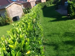 Kirsebærlaurbær 'Genolia' - Prunus Laurocerasus 'Genolia' - Hækplanter 4 Kirsebærlaurbær 'Genolia' - Prunus Laurocerasus 'Genolia' - Hækplanter -Plantetorvet mi2852 prunus laurocerasus mano 9f97