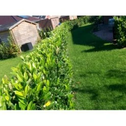 Kirsebærlaurbær 'Genolia' Prunus Laurocerasus 'Genolia' Med Klump,- 125-150 Cm. 4 Kirsebærlaurbær 'Genolia' Prunus Laurocerasus 'Genolia' Med Klump,- 125-150 Cm. -Plantetorvet mi2852 prunus laurocerasus mano 9f97 7