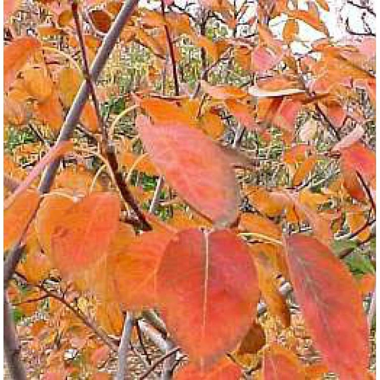 Træagtig Bærmispel 'Robin Hill' Amelanchier Arborea 'Robin Hill' Heister 175-200 cm. Med potte Træagtig Bærmispel 'Robin Hill' Amelanchier Arborea 'Robin Hill' Heister 175-200 Cm. Med Potte -Plantetorvet mi2868 amelanchier arborea robin hill c277