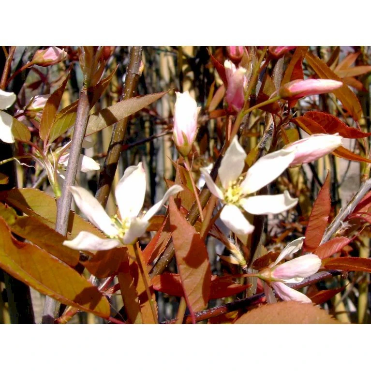Træagtig Bærmispel 'Robin Hill' Amelanchier Arborea 'Robin Hill' Heister 175-200 cm. Med potte Træagtig Bærmispel 'Robin Hill' Amelanchier Arborea 'Robin Hill' Heister 175-200 Cm. Med Potte -Plantetorvet mi2868 amelanchier arborea robin hill c831