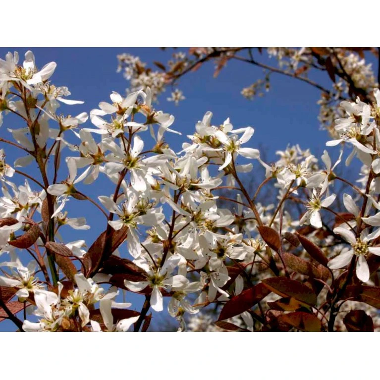 Træagtig Bærmispel 'Robin Hill' Amelanchier Arborea 'Robin Hill' Heister 175-200 cm. Med potte Træagtig Bærmispel 'Robin Hill' Amelanchier Arborea 'Robin Hill' Heister 175-200 Cm. Med Potte -Plantetorvet mi2868 amelanchier arborea robin hill cf01