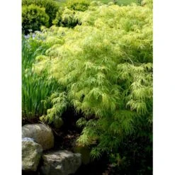 Japansk Dværgahorn Acer Palmatum Dissectum Potte 10 Liter 40-50 Cm. 6 Japansk Dværgahorn Acer Palmatum Dissectum Potte 10 Liter 40-50 Cm. -Plantetorvet mi2889 acer palmatum dissectum 2657