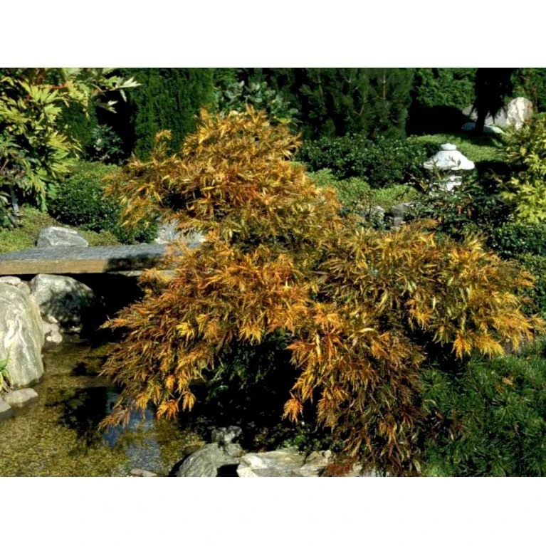 Japansk Dværgahorn Acer Palmatum Dissectum Potte 10 liter 40-50 cm. Japansk Dværgahorn Acer Palmatum Dissectum Potte 10 Liter 40-50 Cm. -Plantetorvet mi2889 acer palmatum dissectum 39f2
