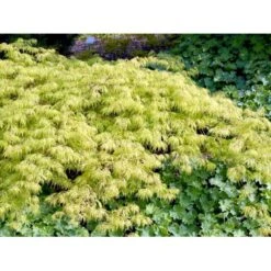 Japansk Dværgahorn Acer Palmatum Dissectum Potte 10 Liter 40-50 Cm. 9 Japansk Dværgahorn Acer Palmatum Dissectum Potte 10 Liter 40-50 Cm. -Plantetorvet mi2889 acer palmatum dissectum ab3a
