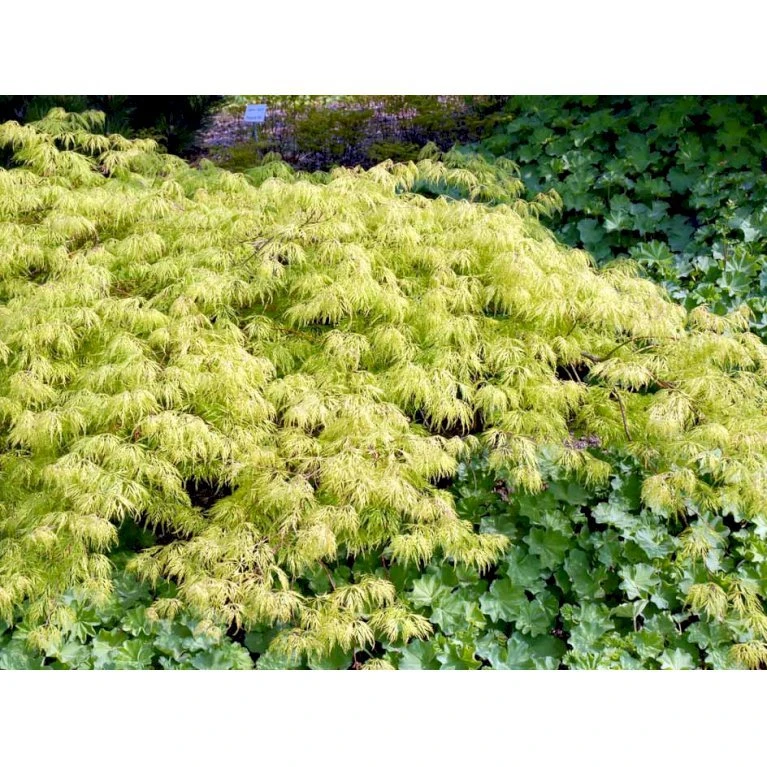 Japansk Dværgahorn Acer Palmatum Dissectum Potte 10 liter 40-50 cm. Japansk Dværgahorn Acer Palmatum Dissectum Potte 10 Liter 40-50 Cm. -Plantetorvet mi2889 acer palmatum dissectum ab3a