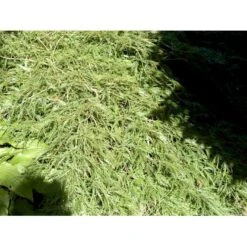 Japansk Dværgahorn Acer Palmatum Dissectum Potte 10 Liter 40-50 Cm. 4 Japansk Dværgahorn Acer Palmatum Dissectum Potte 10 Liter 40-50 Cm. -Plantetorvet mi2889 acer palmatum dissectum c564