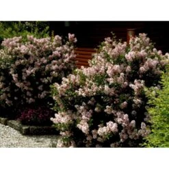 Dværg Syren 'Palibin' Syringa Meyeri 'Palibin' Opstammet 100 Cm. 10 Liter Potte,- 2 års Krone 5 Dværg Syren 'Palibin' Syringa Meyeri 'Palibin' Opstammet 100 Cm. 10 Liter Potte,- 2 års Krone -Plantetorvet mi2922 syringa microphylla pallibin 6e2b