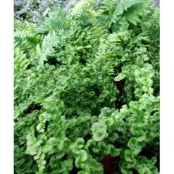 Halvmåne-Fjerbregne Athyrium Filix-femina 'Frizelliae' 5 Liter Potte -Plantetorvet mi296 athyrium filix femina frizelliae 1f14