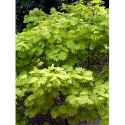 Viftebladet Løn Acer Shirasawanum 'Aureum' Potte 4,0 Liter,- 30-40 Cm. -Plantetorvet mi3002 acer shirasawanum aureum 692c