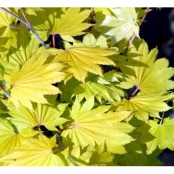 Viftebladet Løn Acer Shirasawanum 'Aureum' Potte 4,0 Liter,- 30-40 Cm. -Plantetorvet mi3002 acer shirasawanum aureum 8d5f