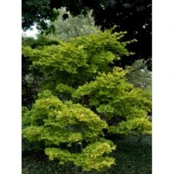 Viftebladet Løn Acer Shirasawanum 'Aureum' Potte 4,0 Liter,- 30-40 Cm. -Plantetorvet mi3002 acer shirasawanum aureum 9cd3