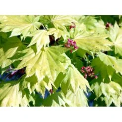 Viftebladet Løn Acer Shirasawanum 'Aureum' Potte 4,0 Liter,- 30-40 Cm. -Plantetorvet mi3002 acer shirasawanum aureum abbb