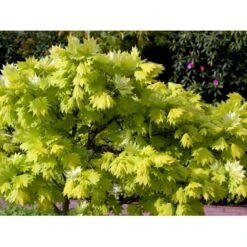 Viftebladet Løn Acer Shirasawanum 'Aureum' Potte 4,0 Liter,- 30-40 Cm. -Plantetorvet mi3002 acer shirasawanum aureum ee67