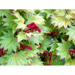 Viftebladet Løn Acer Shirasawanum 'Aureum' Potte 4,0 Liter,- 30-40 Cm. -Plantetorvet mi3002 acer shirasawanum aureum fa7a