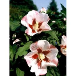 Syrisk Rose 'Hamabo' Hibiscus Syriacus 'Hamabo' Potte 2,0 Liter,- 30-40 Cm. -Plantetorvet mi3014 hibiscus syriacus hamabo 19a5