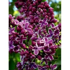 'Sensation' Syringa Vul. 'Sensation' (storblomstrende) Med Klump,- 125-150 Cm. -Plantetorvet mi3025 syringa vulgaris sensation 1630