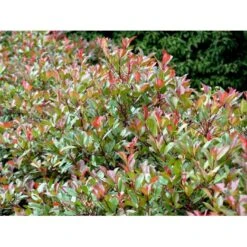 Glansmispel 'Red Robin' Photinia Fraseri 'Red Robin' Potte 2,0 Liter,- 30-40 Cm. 8 Glansmispel 'Red Robin' Photinia Fraseri 'Red Robin' Potte 2,0 Liter,- 30-40 Cm. -Plantetorvet mi3043 photinia fraseri red robin 0a7b