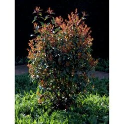 Glansmispel 'Red Robin' Photinia Fraseri 'Red Robin' Potte 2,0 Liter,- 30-40 Cm. 6 Glansmispel 'Red Robin' Photinia Fraseri 'Red Robin' Potte 2,0 Liter,- 30-40 Cm. -Plantetorvet mi3043 photinia fraseri red robin 3a11