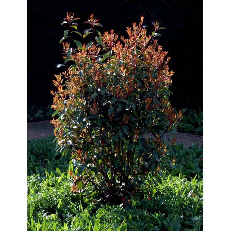Glansmispel 'Red Robin' Photinia Fraseri 'Red Robin' Potte 2,0 liter,- 30-40 cm. Glansmispel 'Red Robin' Photinia Fraseri 'Red Robin' Potte 2,0 Liter,- 30-40 Cm. -Plantetorvet mi3043 photinia fraseri red robin 3a11