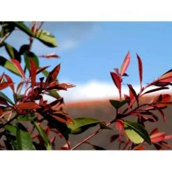 Glansmispel 'Red Robin' Photinia Fraseri 'Red Robin' Potte 2,0 Liter,- 30-40 Cm. 5 Glansmispel 'Red Robin' Photinia Fraseri 'Red Robin' Potte 2,0 Liter,- 30-40 Cm. -Plantetorvet mi3043 photinia fraseri red robin 4a5c