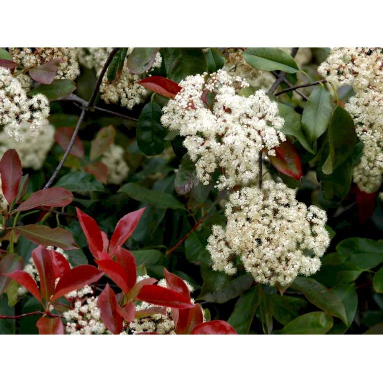 Glansmispel 'Red Robin' Photinia Fraseri 'Red Robin' Potte 2,0 liter,- 30-40 cm. Glansmispel 'Red Robin' Photinia Fraseri 'Red Robin' Potte 2,0 Liter,- 30-40 Cm. -Plantetorvet mi3043 photinia fraseri red robin 8126