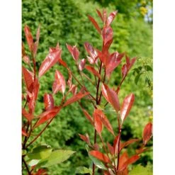 Glansmispel 'Red Robin' Photinia Fraseri 'Red Robin' Potte 2,0 Liter,- 30-40 Cm. 4 Glansmispel 'Red Robin' Photinia Fraseri 'Red Robin' Potte 2,0 Liter,- 30-40 Cm. -Plantetorvet mi3043 photinia fraseri red robin b884