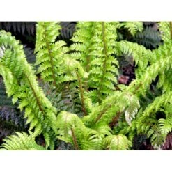 Almindelig Skjoldbregne Polystichum Aculeatum 1 Liter Potte -Plantetorvet mi3078 polystichum aculeatum 76d6