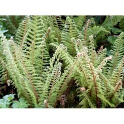 Skjoldbregne Polystichum Setiferum 1 Liter Potte