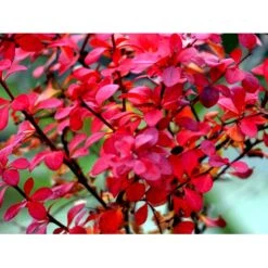 Grøn Berberis Til Hæk Berberis Thunbergii Solitær Busk 125-150 Cm., Med Klump 4 Grøn Berberis Til Hæk Berberis Thunbergii Solitær Busk 125-150 Cm., Med Klump -Plantetorvet mi312 berberis thunbergii 4072