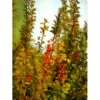 Grøn Berberis Til Hæk Berberis Thunbergii Solitær Busk 125-150 Cm., Med Klump 2 Grøn Berberis Til Hæk Berberis Thunbergii Solitær Busk 125-150 Cm., Med Klump -Plantetorvet mi312 berberis thunbergii c3aa