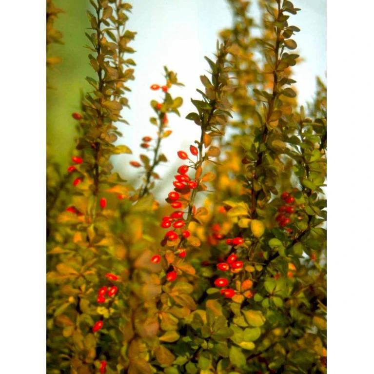 Grøn Berberis Til Hæk Berberis Thunbergii Solitær busk 125-150 cm., med klump Grøn Berberis Til Hæk Berberis Thunbergii Solitær Busk 125-150 Cm., Med Klump -Plantetorvet mi312 berberis thunbergii c3aa