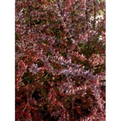 Rød Berberis Til Hæk Berberis Thunbergii 'Atropurpurea' Solitær Busk 125-150 Cm., Med Klump