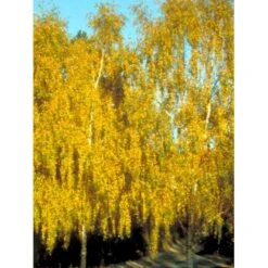 Vortebirk Betula Pendula Heister 175-200 Cm. Med Potte -Plantetorvet mi331 betula pendula 4ec5