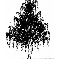 Vortebirk Betula Pendula Heister 175-200 Cm. Med Potte -Plantetorvet mi331 betula pendula b86b