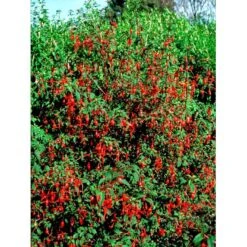 Havefuchia 'Riccartonii' Fuchsia Magellanica 'Riccartonii' 5 Liter Potte -Plantetorvet mi3378 fuchsia riccartonii d4b9