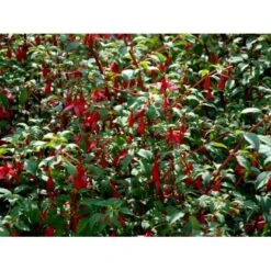 Havefuchia 'Riccartonii' Fuchsia Magellanica 'Riccartonii' 5 Liter Potte -Plantetorvet mi3378 fuchsia riccartonii dbc0