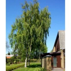 Hængebirk Betula Pendula 'Tristis' Heister 175-200 Cm. Med Potte -Plantetorvet mi342 betula pendula tristis 2533
