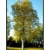 Dunbirk Betula Pubescens Potte 7,5 Liter 150-175 Cm. 2 Dunbirk Betula Pubescens Potte 7,5 Liter 150-175 Cm. -Plantetorvet mi344 betula pubescens e50b