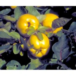 Pærekvæde Cydonia Oblonga 4-8 Grene. 120-160 Cm. Potte, (Kvæde A) 4 Pærekvæde Cydonia Oblonga 4-8 Grene. 120-160 Cm. Potte, (Kvæde A) -Plantetorvet mi3480 cydonia oblonga 2353 1