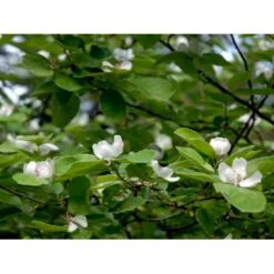 Pærekvæde Cydonia Oblonga 4-8 Grene. 120-160 Cm. Potte, (Kvæde A)