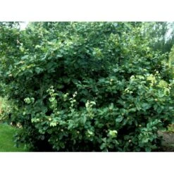 Pærekvæde Cydonia Oblonga 4-8 Grene. 120-160 Cm. Potte, (Kvæde A) 6 Pærekvæde Cydonia Oblonga 4-8 Grene. 120-160 Cm. Potte, (Kvæde A) -Plantetorvet mi3480 cydonia oblonga 44ca 1