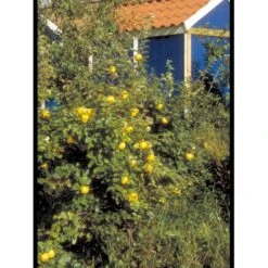 Pærekvæde Cydonia Oblonga 4-8 Grene. 120-160 Cm. Potte, (Kvæde A) 5 Pærekvæde Cydonia Oblonga 4-8 Grene. 120-160 Cm. Potte, (Kvæde A) -Plantetorvet mi3480 cydonia oblonga 5971 1