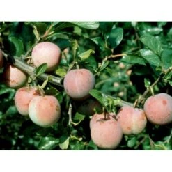 Blomme 'Althans Reine Claude' Prunus Domestica 'Althans Reine Claude' 4-8 Grene, 130-170 Cm. 10 Liter Potte. (S.J.A.) 4 Blomme 'Althans Reine Claude' Prunus Domestica 'Althans Reine Claude' 4-8 Grene, 130-170 Cm. 10 Liter Potte. (S.J.A.) -Plantetorvet mi355 prunus domestica althans reine claude 1b5b