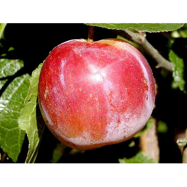 Blomme 'Althans Reine Claude' Prunus Domestica 'Althans Reine Claude' 4-8 grene, 130-170 cm. 10 liter potte. (S.J.A.) Blomme 'Althans Reine Claude' Prunus Domestica 'Althans Reine Claude' 4-8 Grene, 130-170 Cm. 10 Liter Potte. (S.J.A.) -Plantetorvet mi355 prunus domestica althans reine claude 224f