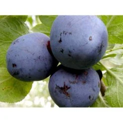 Blomme 'Czar' Prunus Domestica 'Czar' 4-8 Grene, Potte 10 Liter, 140-180 Cm. (P.CER) -Plantetorvet mi356 prunus domestica czar 5147